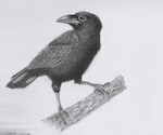 corvus corone